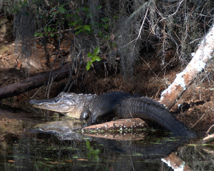 Alligator on Canal Run Trail (5179504392)
