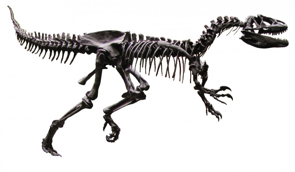 Allosaurus AMNH White Background