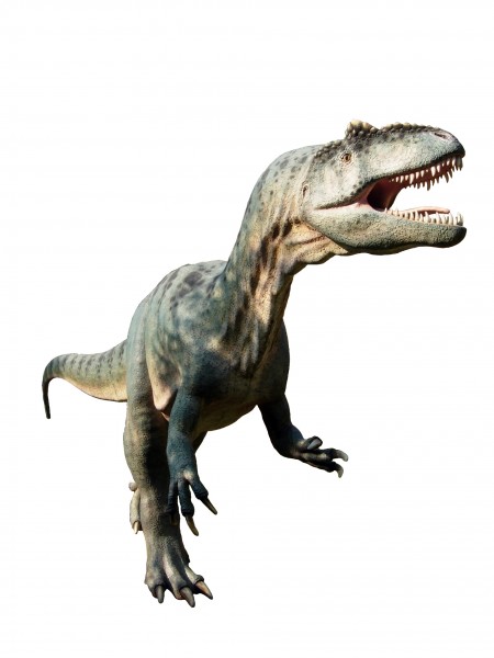 Allosaurus in Bałtow white background