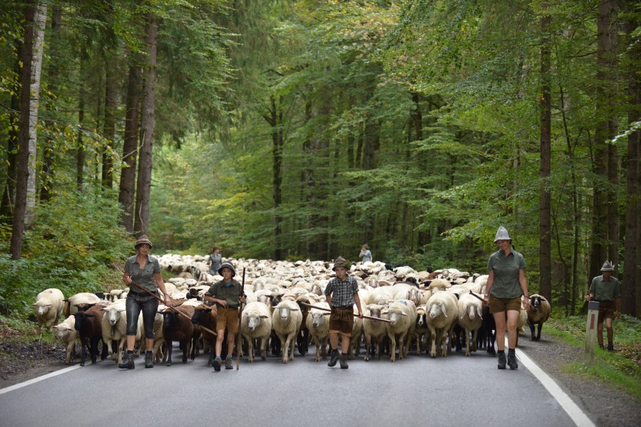 Almabtrieb der Schafe 2014 in Schoppernau 04