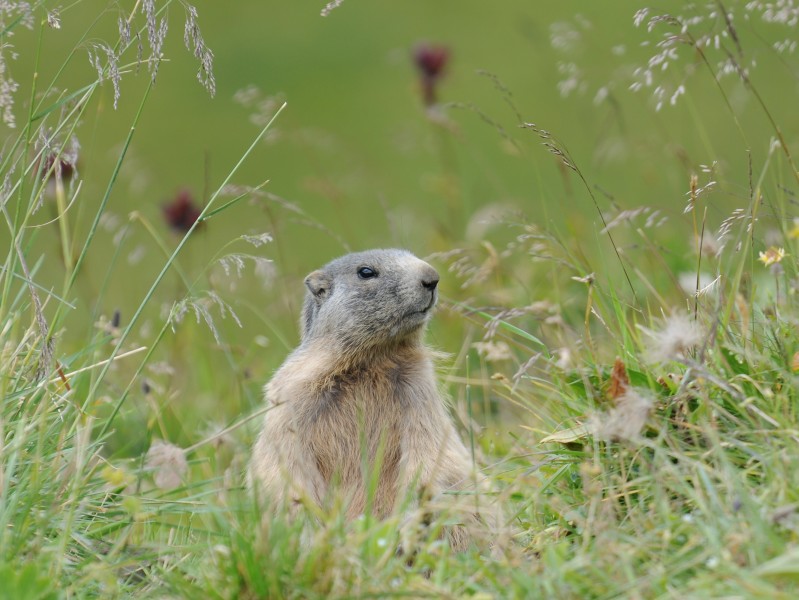 Alpenmurmeltier, Marmota marmota 11
