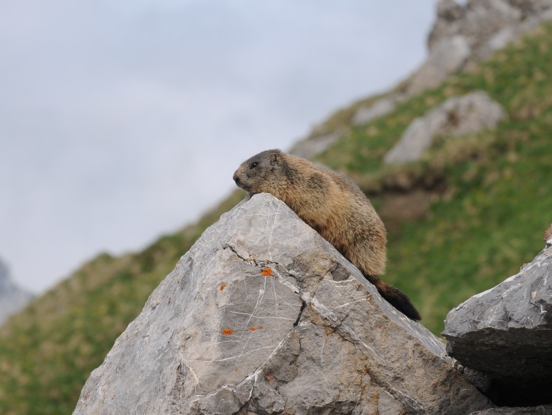 Alpenmurmeltier Marmota marmota 3