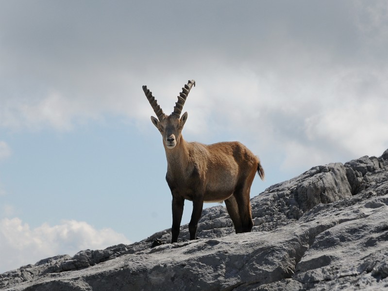 Alpensteinböcke, Capra ibex auf der Sulzfluh 1