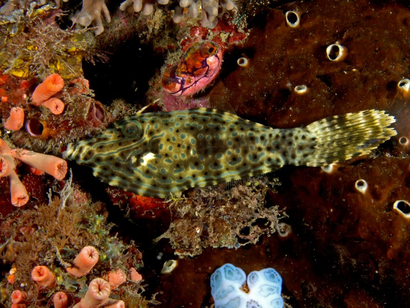 Aluterus scriptus (Scribbled leatherjacket)