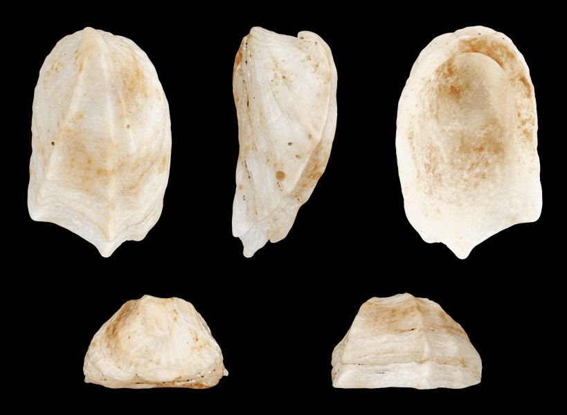 Amathina tricarinata 01