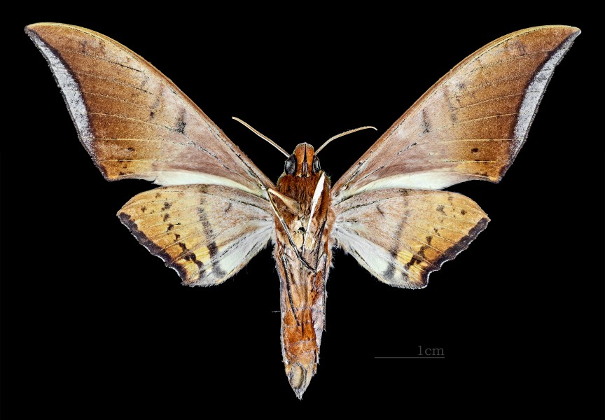 Ambulyx moorei MHNT CUT 2010 0 47 Dawna Range Thailand ventral