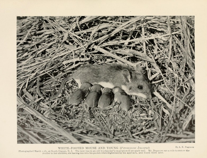 American animals- a popular guide to the mammals of North America north of Mexico, with intimate biographies of the more familiar species (1904) (17488427714)