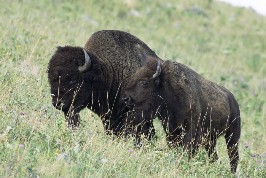 American bison bison