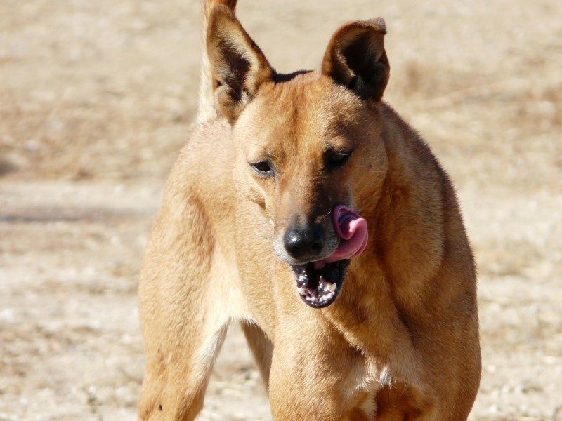 American Dingo aka Carolina Dog1