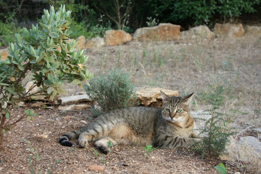 American shorthair in french garden
