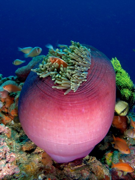 Amphiprion perideraion (Pink anemonefish) in Heteractis magnifica (Magnificent sea anemone)