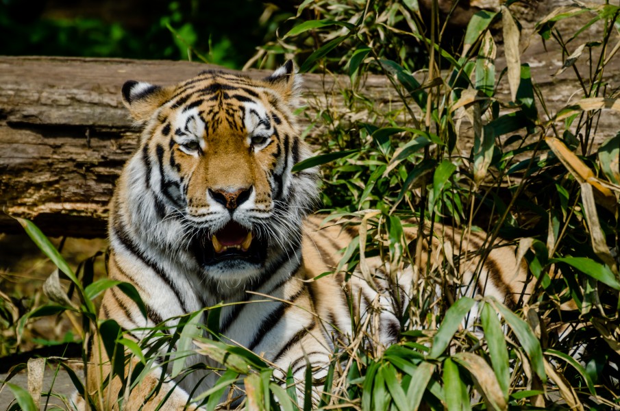 Amurtiger-vor-Baum-Zoo-Muenster
