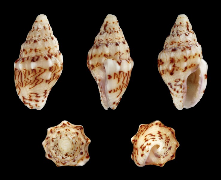 Anachis terpsichore 01
