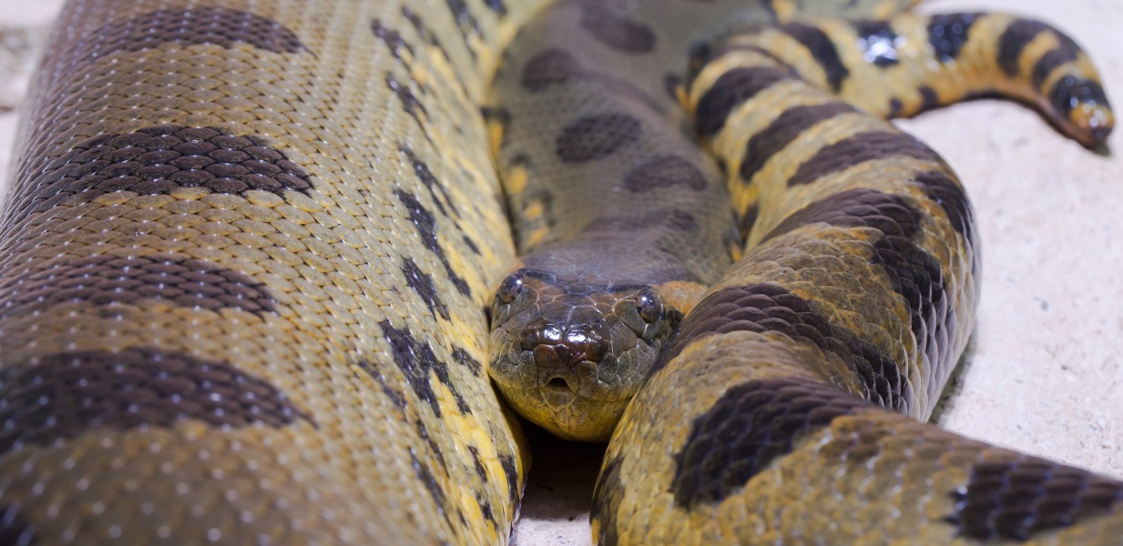 Anaconda común (Eunectes murinus), Tierpark Hellabrunn, Múnich, Alemania, 2012-06-17, DD 01