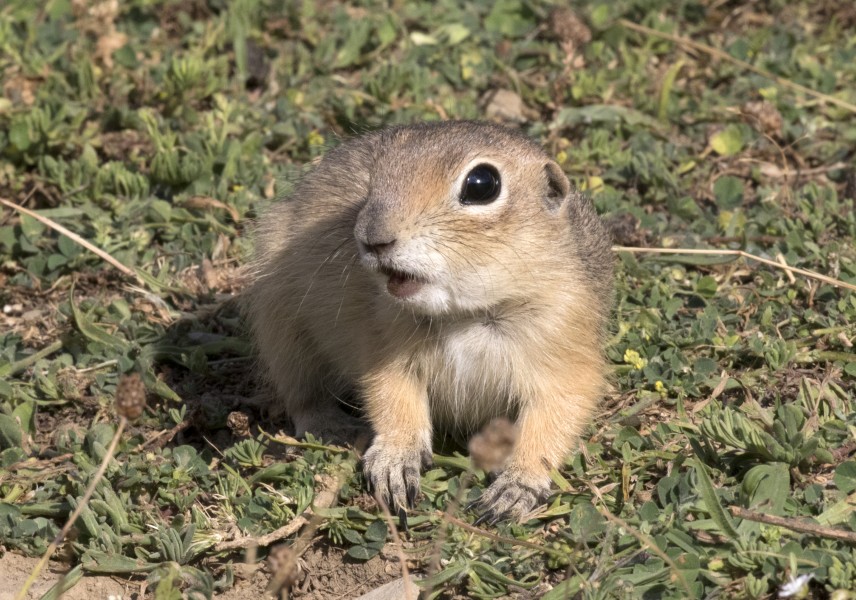 Anatolian Ground Squirrel - Spermophilus xanthoprymnus 04
