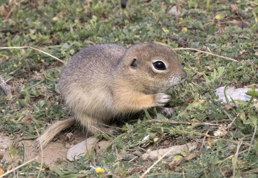 Anatolian Ground Squirrel - Spermophilus xanthoprymnus 06