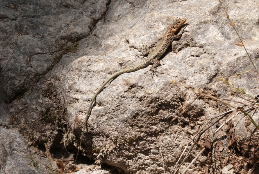 Anatololacerta danfordi - Danford's Lizard