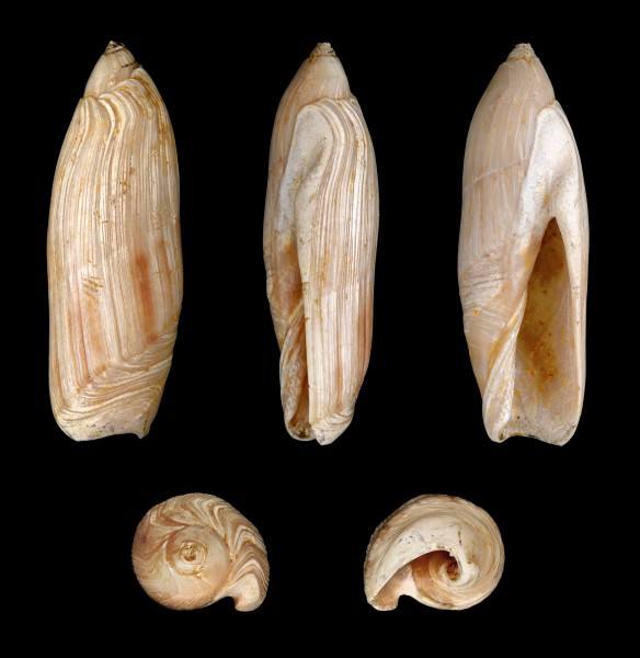 Ancilla canalifera 01