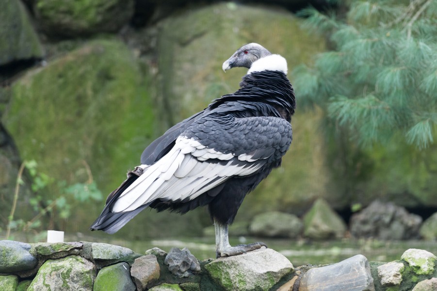 Andean Condor Looking Back (21241421879)