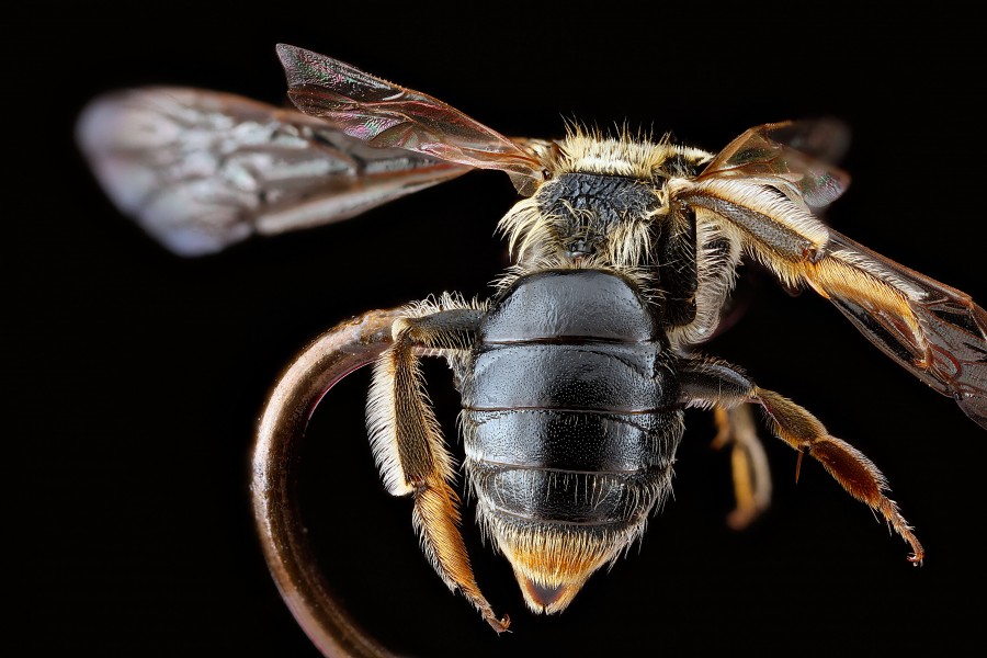 Andrena-nuda,-female,-abdomen 2012-08-03-17.01.27-ZS-PMax (7726196628)