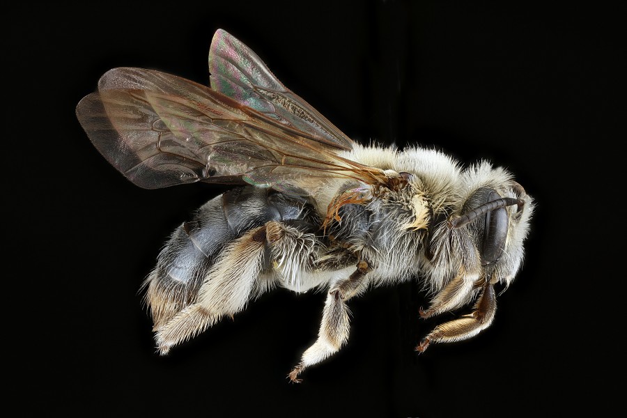 Andrena barbara female