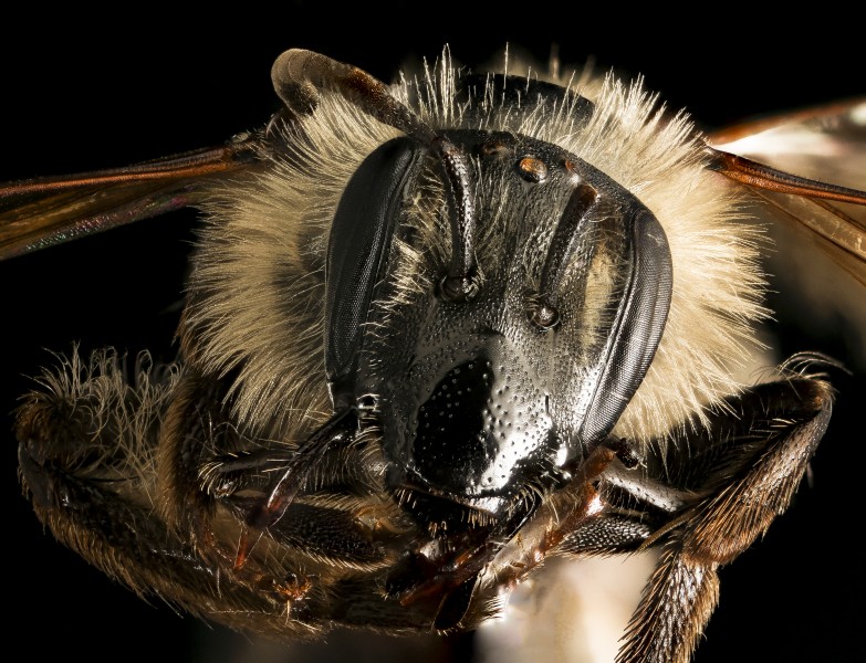 Andrena bradleyi, f, face, Maryland 2016-04-07-14.58 (26231697580)