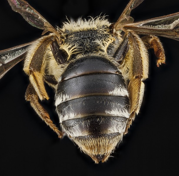 Andrena ceanothi, female, back1 2012-08-07-17.53.44 ZS PMax (8113271564)