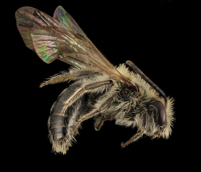 Andrena fenningeri, M, Side, TN, Sevier County, Amber 2014-02-27-14.51