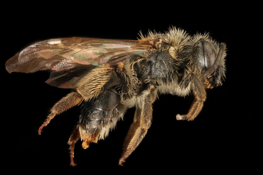 Andrena forbesii, f, side, Maryland 2016-04-01-09.34 (26177310412)