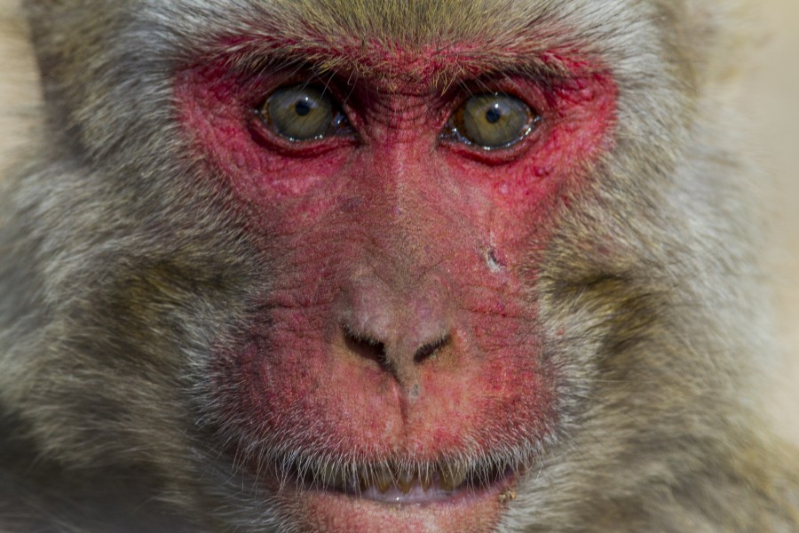 Angry Rhesus Macaque