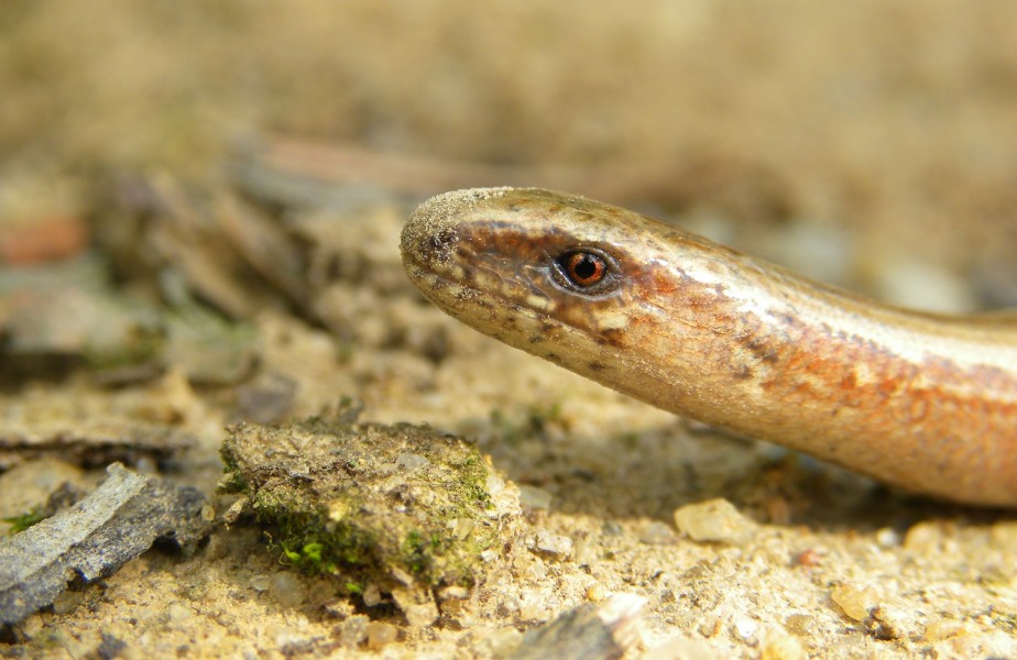 Anguis fragilis (1)