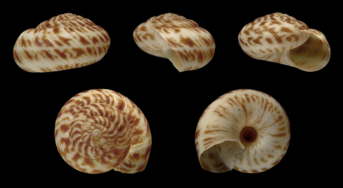 Anguispira alternata 01