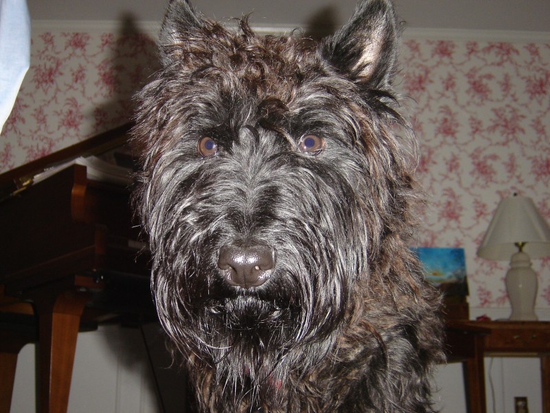 Angus the Scottish Terrier (2005)