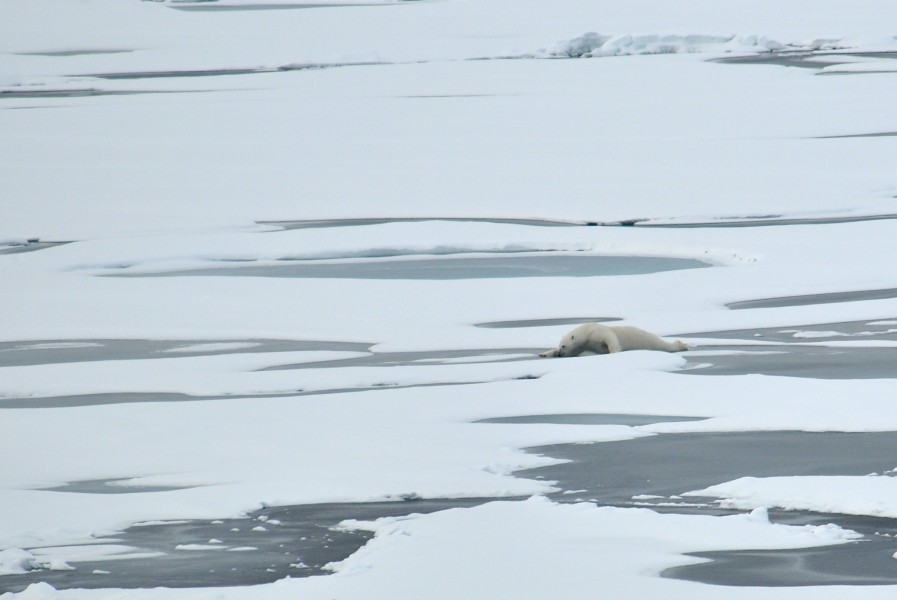 Anim1872 - Flickr - NOAA Photo Library