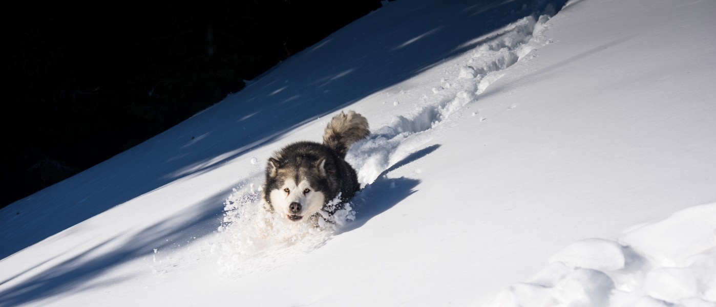 Animal Photography Cold Freezing Frost-349625