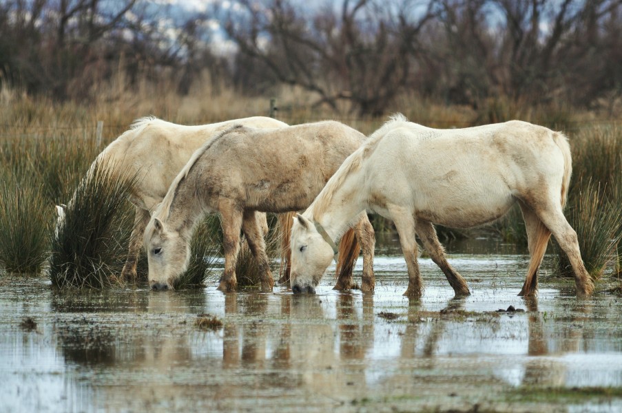 Animales-aiguamolls l'emporda-2013 (7)