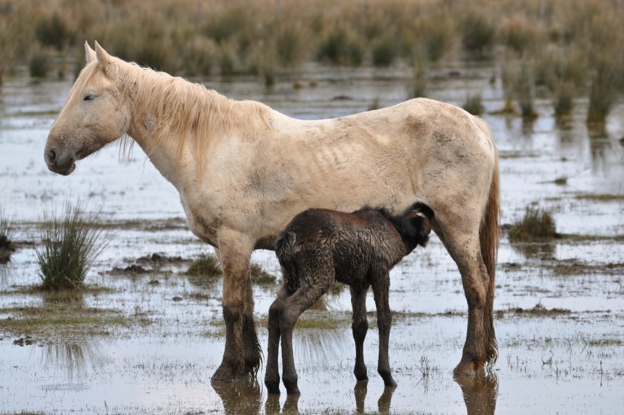 Animales-aiguamolls l'emporda-2013 (8)