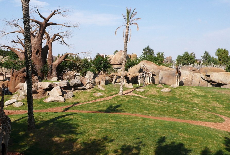 Animales bioparc-valencia-2012