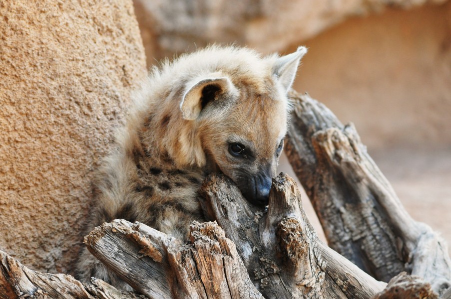 Animales bioparc-valencia-2012 (11)