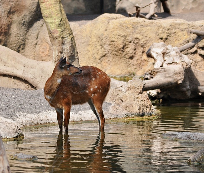 Animales bioparc-valencia-2012 (7)