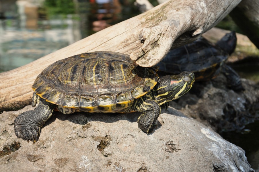 Animales del oceanografico-valencia-2009 (17)