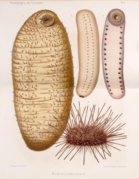 Annales de l'Université de Lyon (Pl. I) BHL42102457