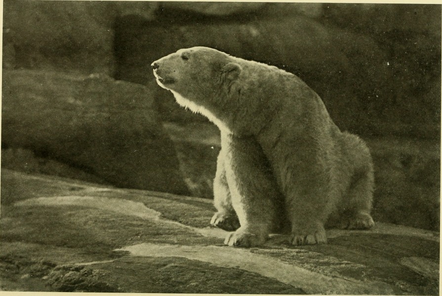 Annual report - New York Zoological Society (1906) (18427041732)