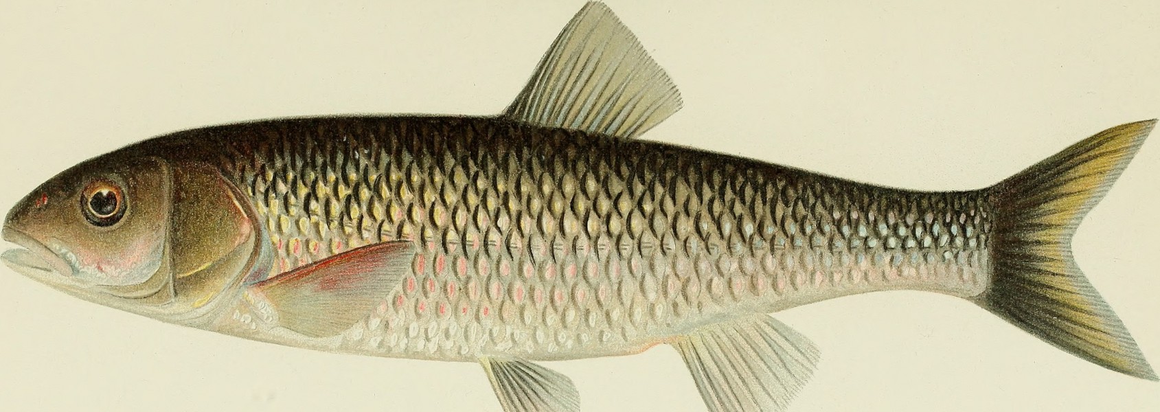 Annual report of the Commissioners of Fisheries, Game and Forests of the State of New York (1896) (14752103732)