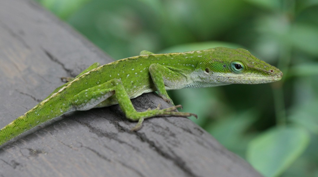 Anole Lizard Hilo Hawaii