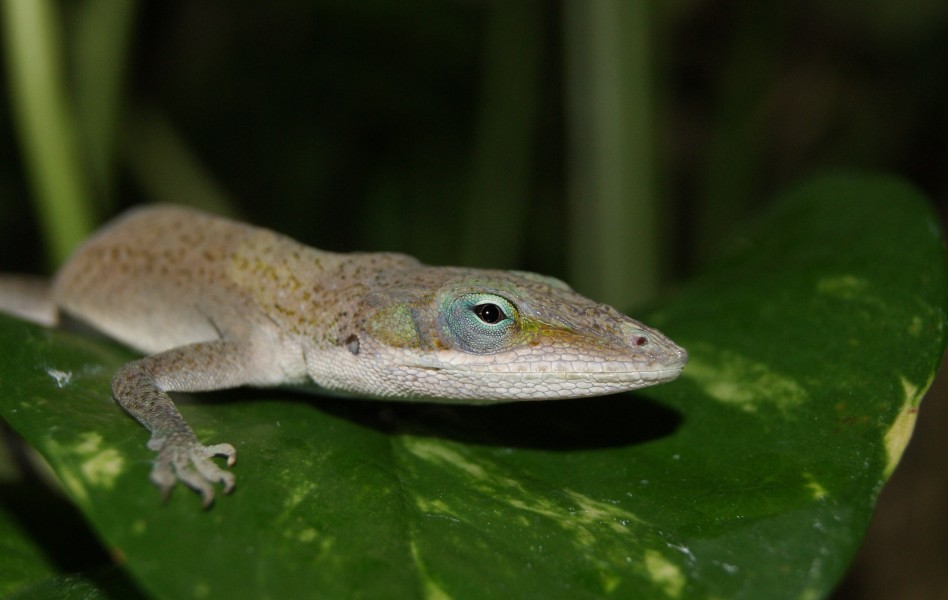 Anolis carolinensis-032