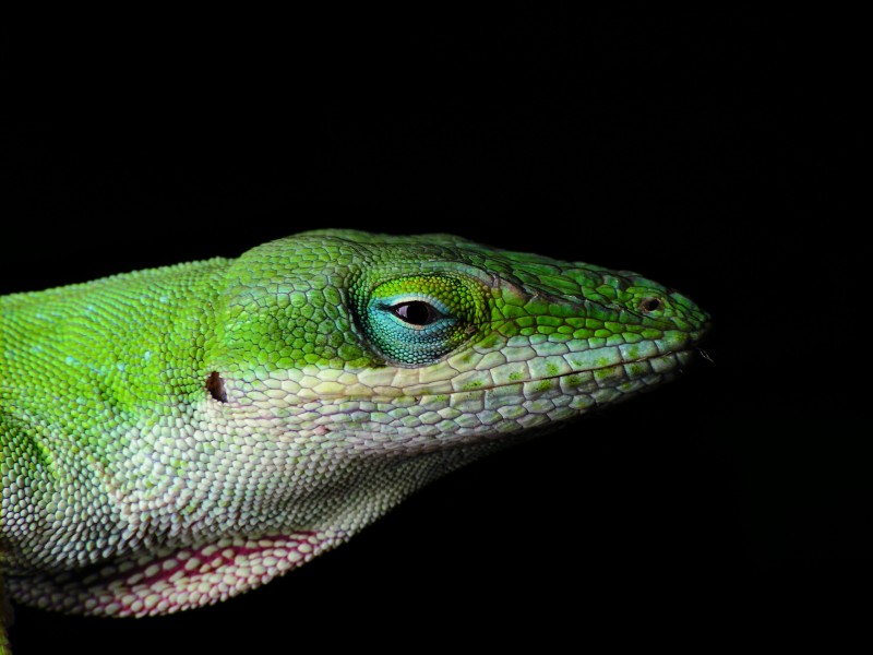 Anolis carolinensis