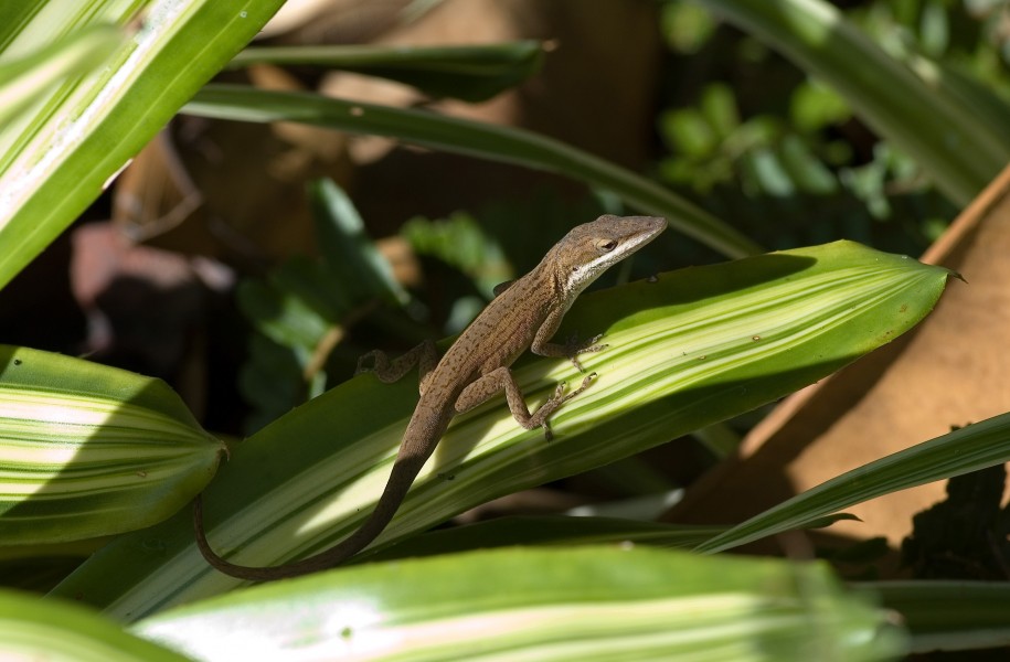Anolis carolinensis brown