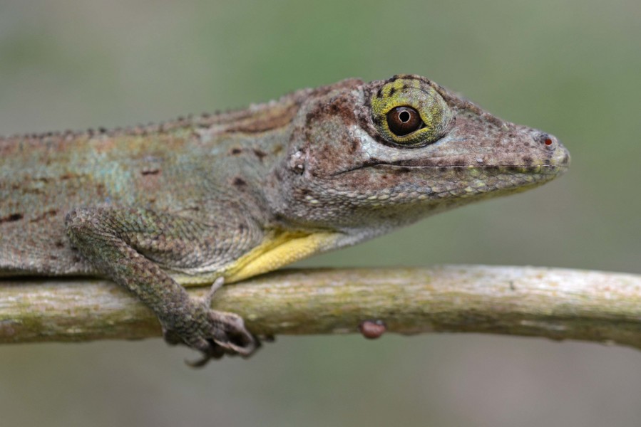 Anolis cristatellus cristatellus — Geoff Gallice 002