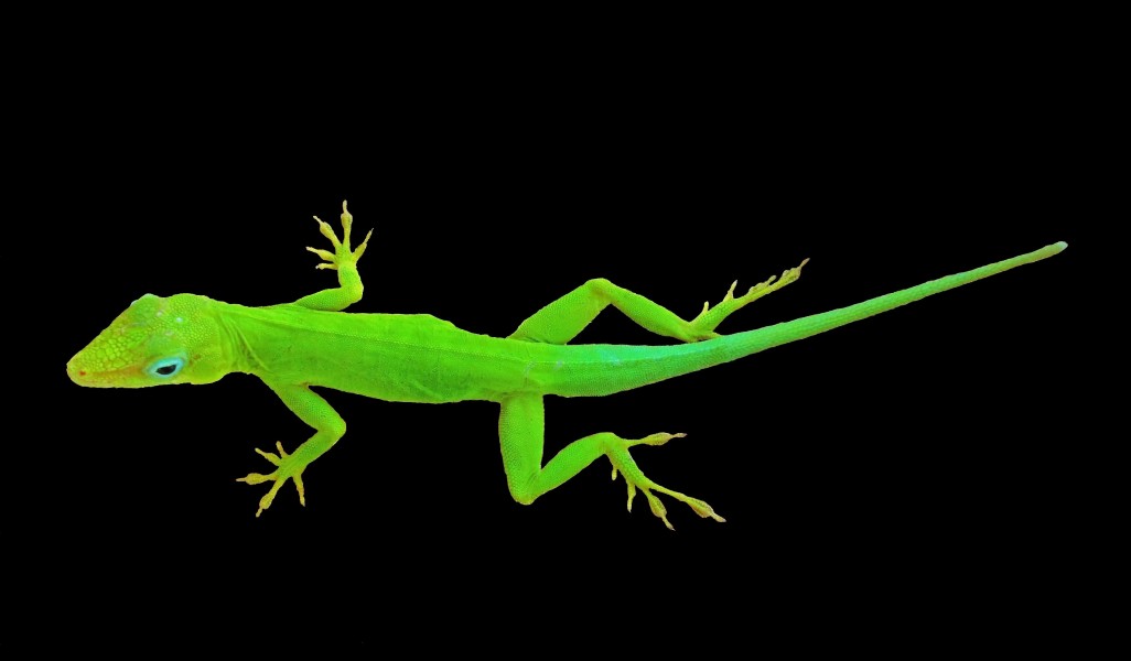 Anolis marmoratus male on blackbackground